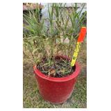 Red Ceramic Planter w/Plant