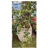 Ceramic Planter w/Plant