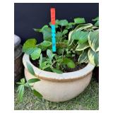 Ceramic Planter w/Plant