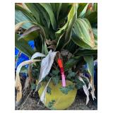 Yellow Ceramic Planter w/Plant