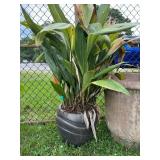 Black Swirl Ceramic Planter w/Plant