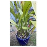 Blue Ceramic Planter w/Plant