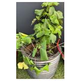 Ribbed Ceramic Planter w/Plant