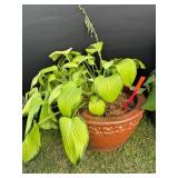 Embossed Terracotta Planter w/ Plant