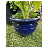 Blue Ceramic Planter w/Plant