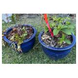 Pair of Blue Ceramic Planters w/Plants