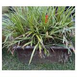 Ceramic Rectangular Planter w/Plant