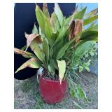 Red Ceramic Planter w/Plant