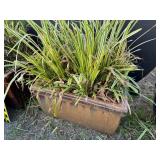 Ceramic Rectangular Planter w/Plant