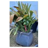 Large Ceramic Planter w/Plant