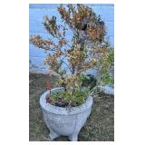 Cast Stone Grape Vine Planter w/Plant
