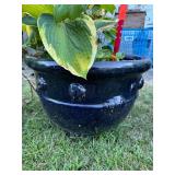 Blue Beetle Ceramic Planter w/Plant