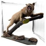 Taxidermy Bobcat