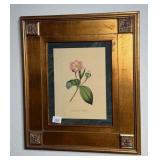 Botanical Print Blakea Trinervia Framed
