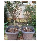 Pair of Decorative Planters w/Roses