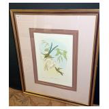 John Gould Hylongympha Macrecerca