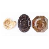 Marine Fossil, Fossil Styled Plates