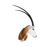 Taxidermy Scimitar Oryx Shoulder Mount