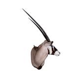 Taxidermy Large Gemsboc Shoulder Mount