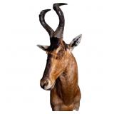 Taxidermy Shoulder Mount Red Hartebeest