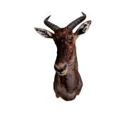 Taxidermy Tsessebe Antelope Shoulder Mount