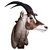 Taxidermy African Roan Shoulder Mount