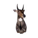 Taxidermy Nilgai Antelope Shoulder Mount
