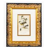 Artwork "Cape May Wood Warbler" Lithograph Audubon