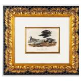 Artwork 'American Golden Plover� Litho By Audubon