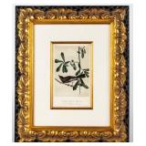 Artwork 'Rocky Mountain Flycatcher� Litho Audubon