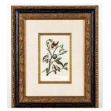Artwork 'Ground Dove� Lithograph By Audubon