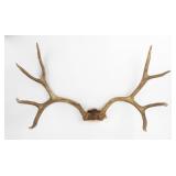 Taxidermy Unmounted Deer Rack/Antlers
