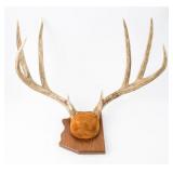 Taxidermy Unmounted Deer Rack/Antlers