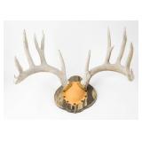 Taxidermy Mounted Deer Antlers