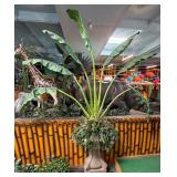 Banana Tree Plant