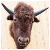 Taxidermy Buffalo / Bison Bust Mount Trophy