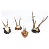 4 European Mounted Antlers