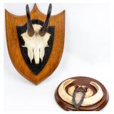 Vintage Boar Teeth & European Mounted Antlers