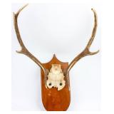 Vintage European Mounted Deer Antlers