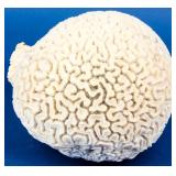 Great Big Brain Coral.
