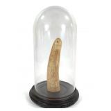 British Scrimshaw In Glass Dome