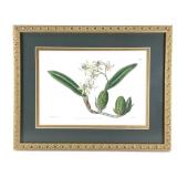 Orchid Hand Colored Etching Sarah Drake