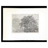 Jacob van Ruisdael Great Beech Etching