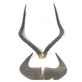 Two Sets Antelope - Bighorn Sheep Horns Antlers