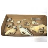 Small Creature Skulls Shells & Preserved Bug