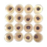 16 Ruby Xls India 3.2 oz Including Cases