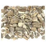 Large Lot of Mixed Fossils 26.4lbs TW