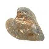 Cucullaea Giganta Paleocene Fossil 2 Lbs 4 oz