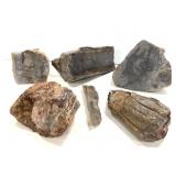 Petrified Dinosaur Bone16lbs TW