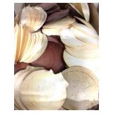 8lb Scallop Shells